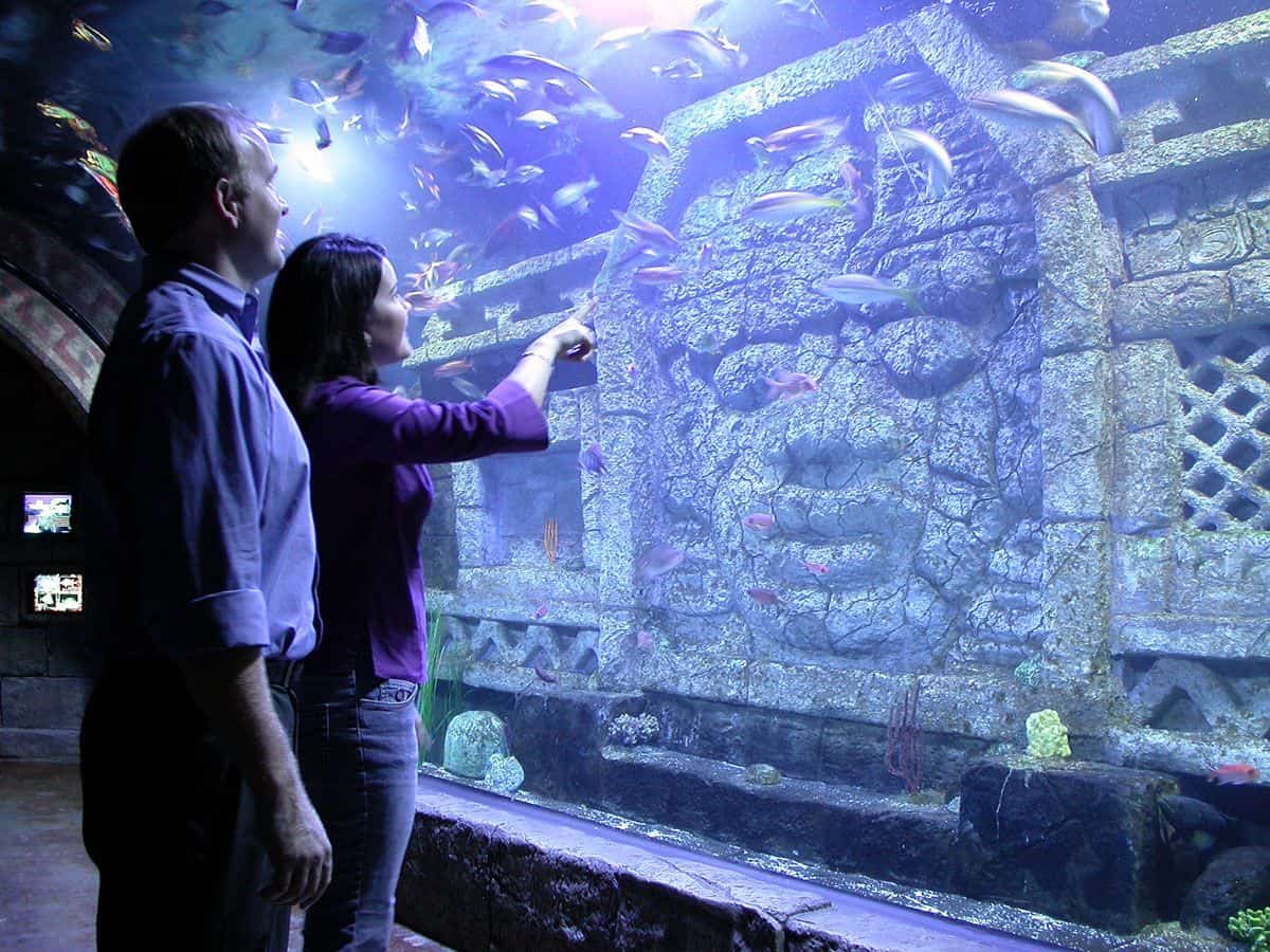 Guests watching fish glide past the immersive Sunken Temple tank at the Downtown Aquarium in Houston