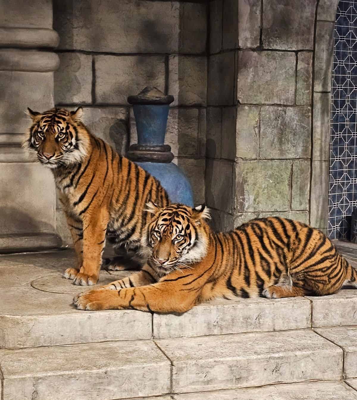 Tigers resting in the Maharaja Temple exhibit at the Downtown Aquarium in Houston