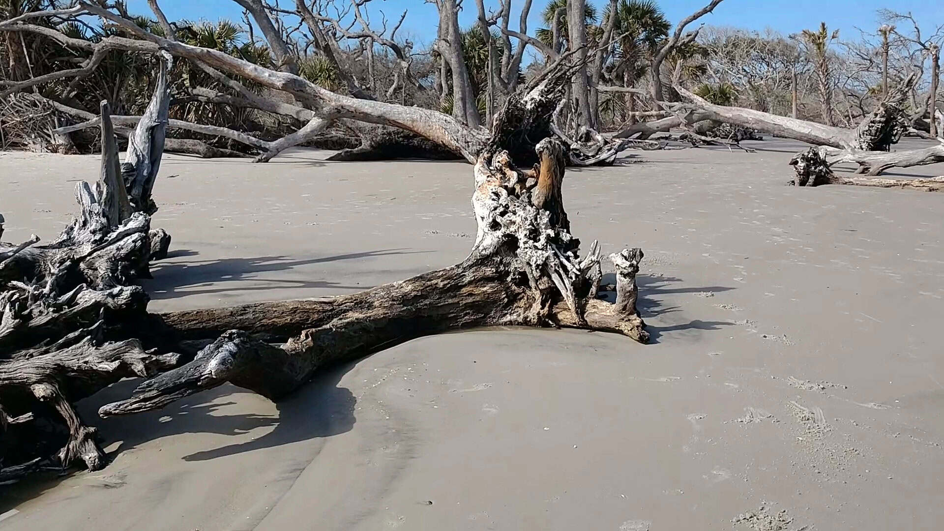 Bleached driftwood logs on the sand at Driftwood Beach, Jekyll Island, Georgia
