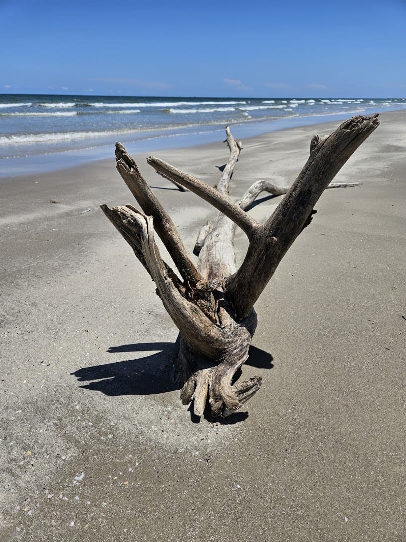 Weathered driftwood on the beach at Mustang Island State Park, Texas