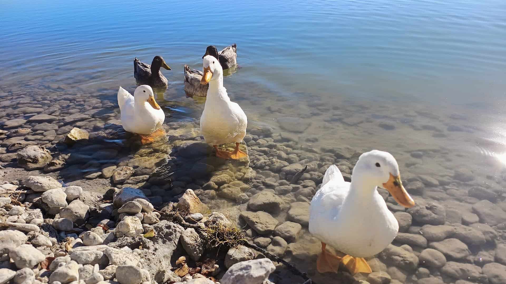 White ducks standing on the rocky shoreline at Boerne City Lake