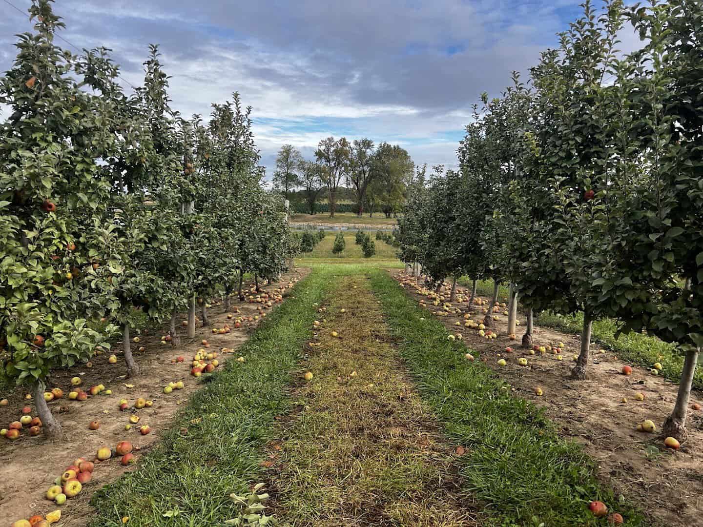 Orchard row with apples on the ground at Eckert's Farm in Belleville, Illinois