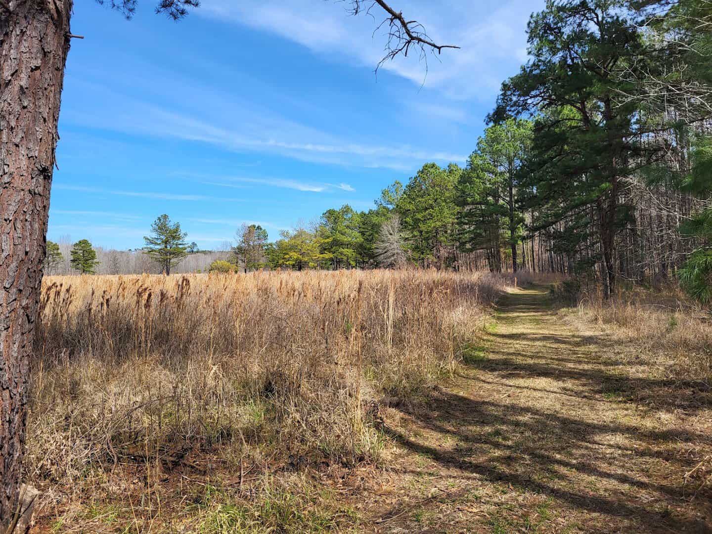 Grassy El Camino Real trail under a blue sky at Mission Tejas State Park