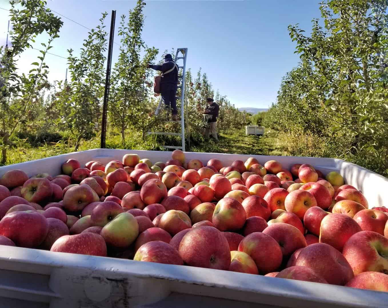 Bin overflowing with freshly picked apples at Ela Family Farms in Hotchkiss, Colorado