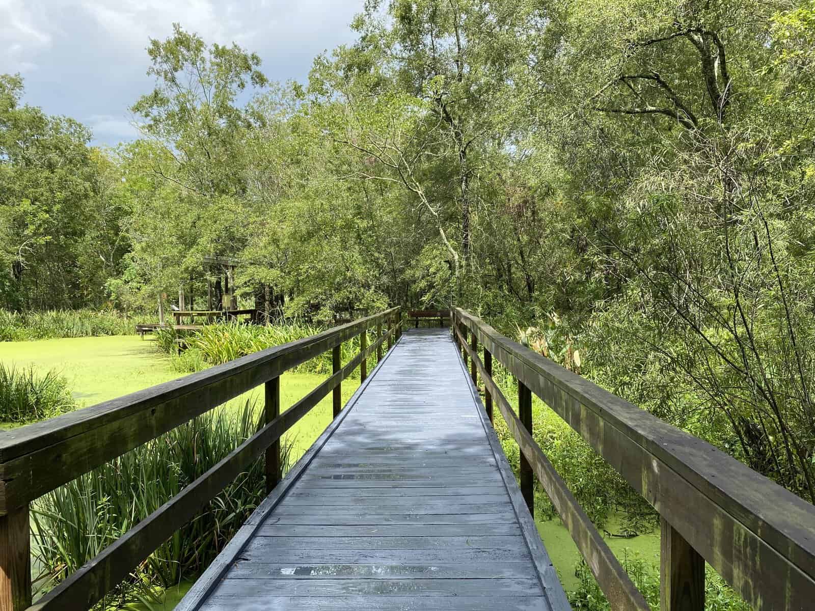 Long elevated boardwalk crossing still green water in the forest at Armand Bayou Nature Center