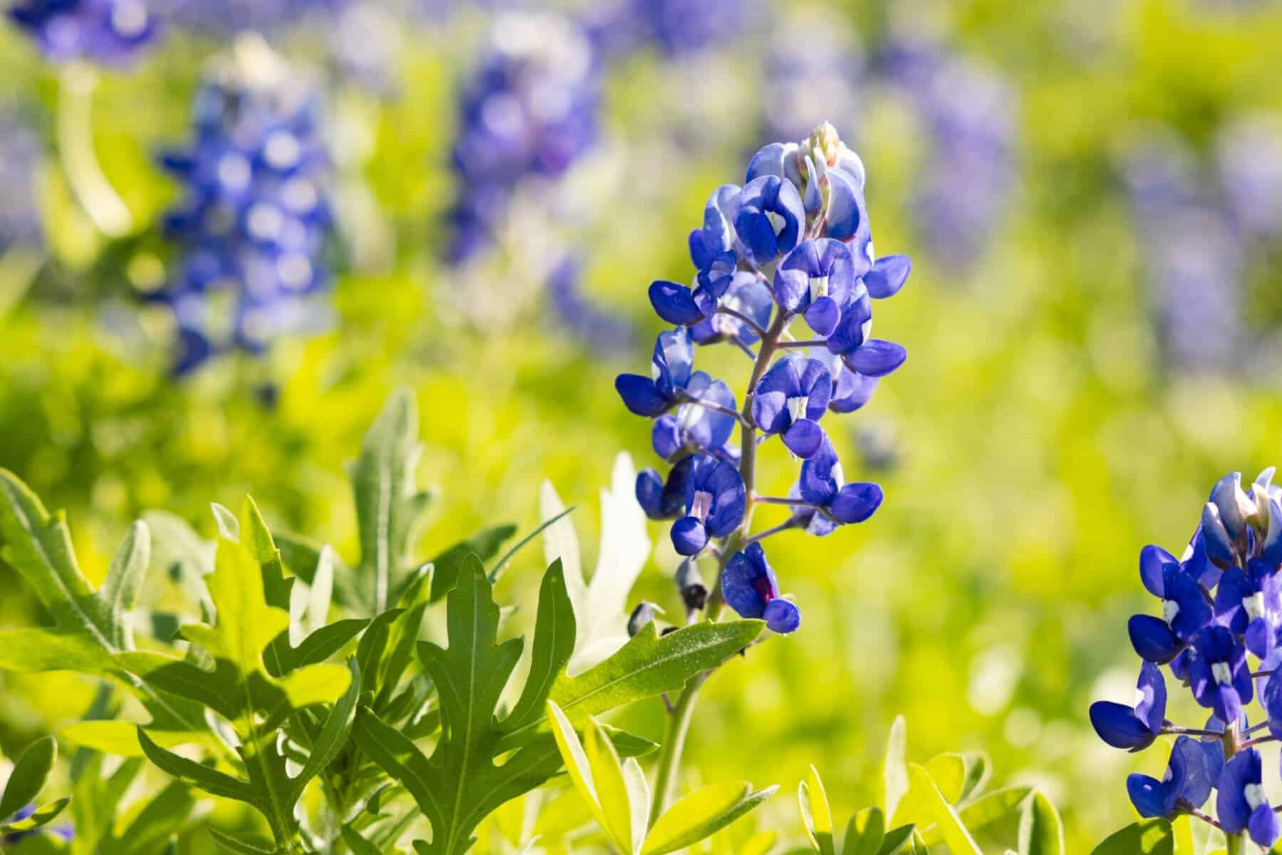 Close-up of a Texas bluebonnet blooming in a field near Ennis
