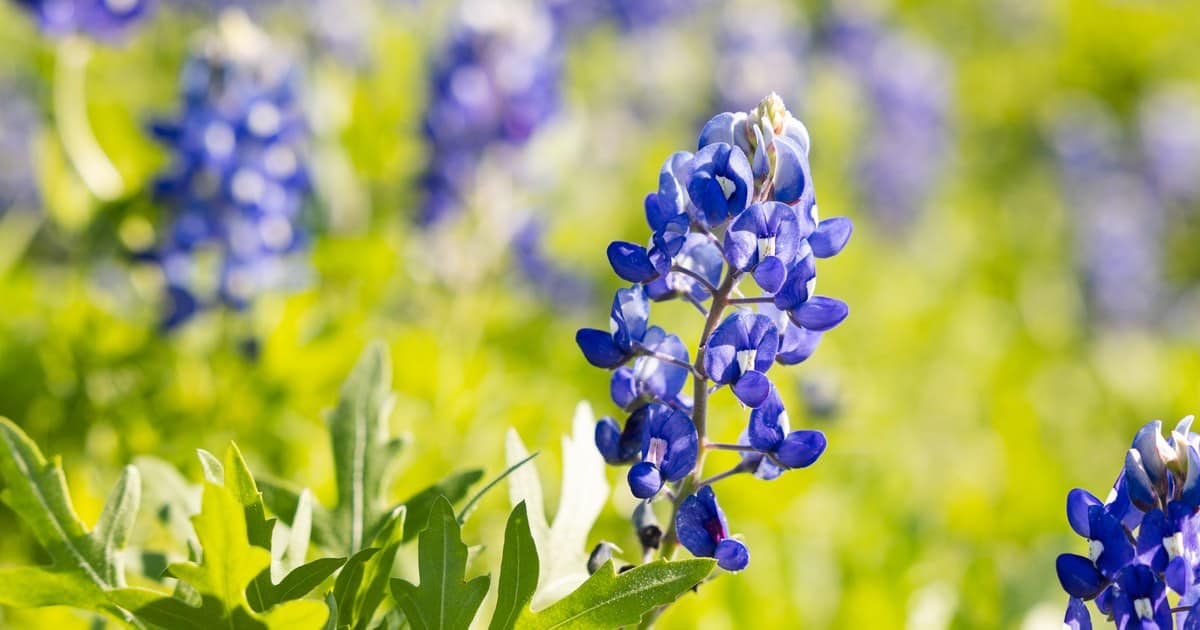 This Small Texas Town Is the Official Bluebonnet City, and Every Spring 40 Miles of Wildflower Trails Bloom Around It