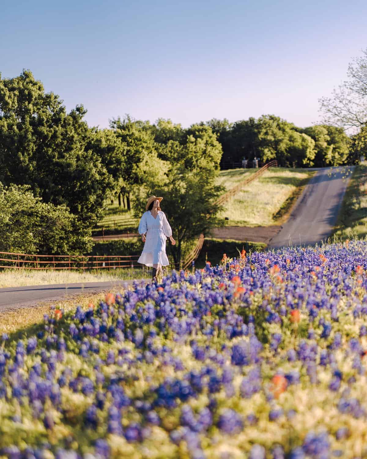 Bluebonnets lining a country road along the Ennis Bluebonnet Trail in spring