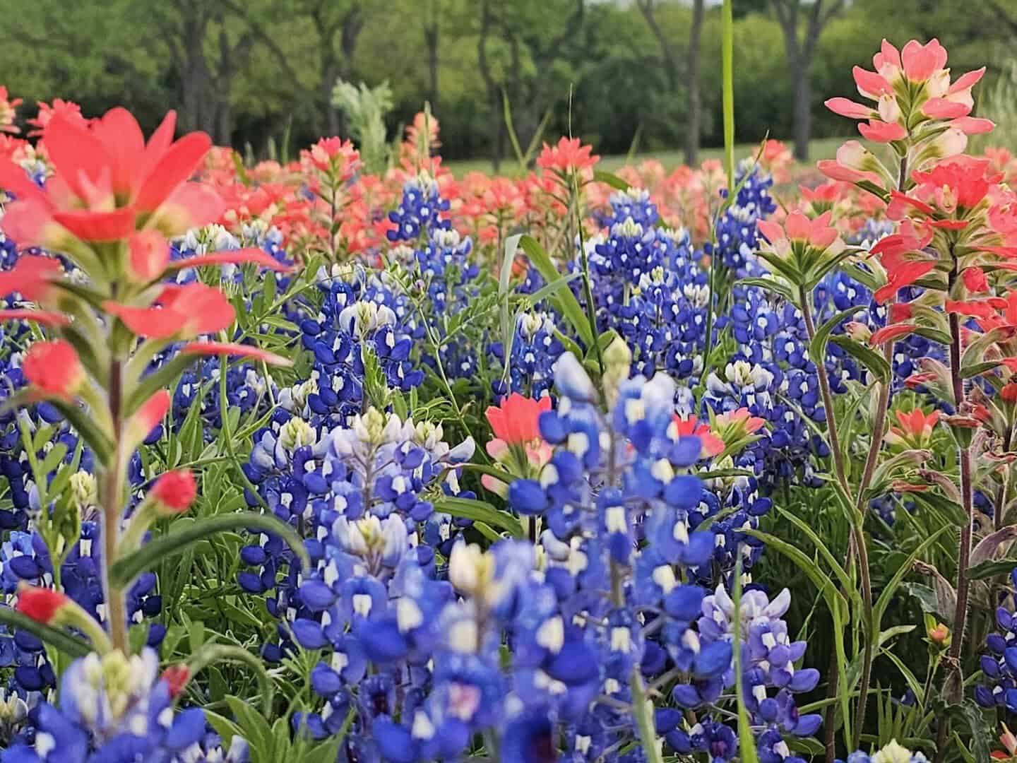 Bluebonnets and Indian paintbrush blooming along the Ennis Bluebonnet Trails in Texas
