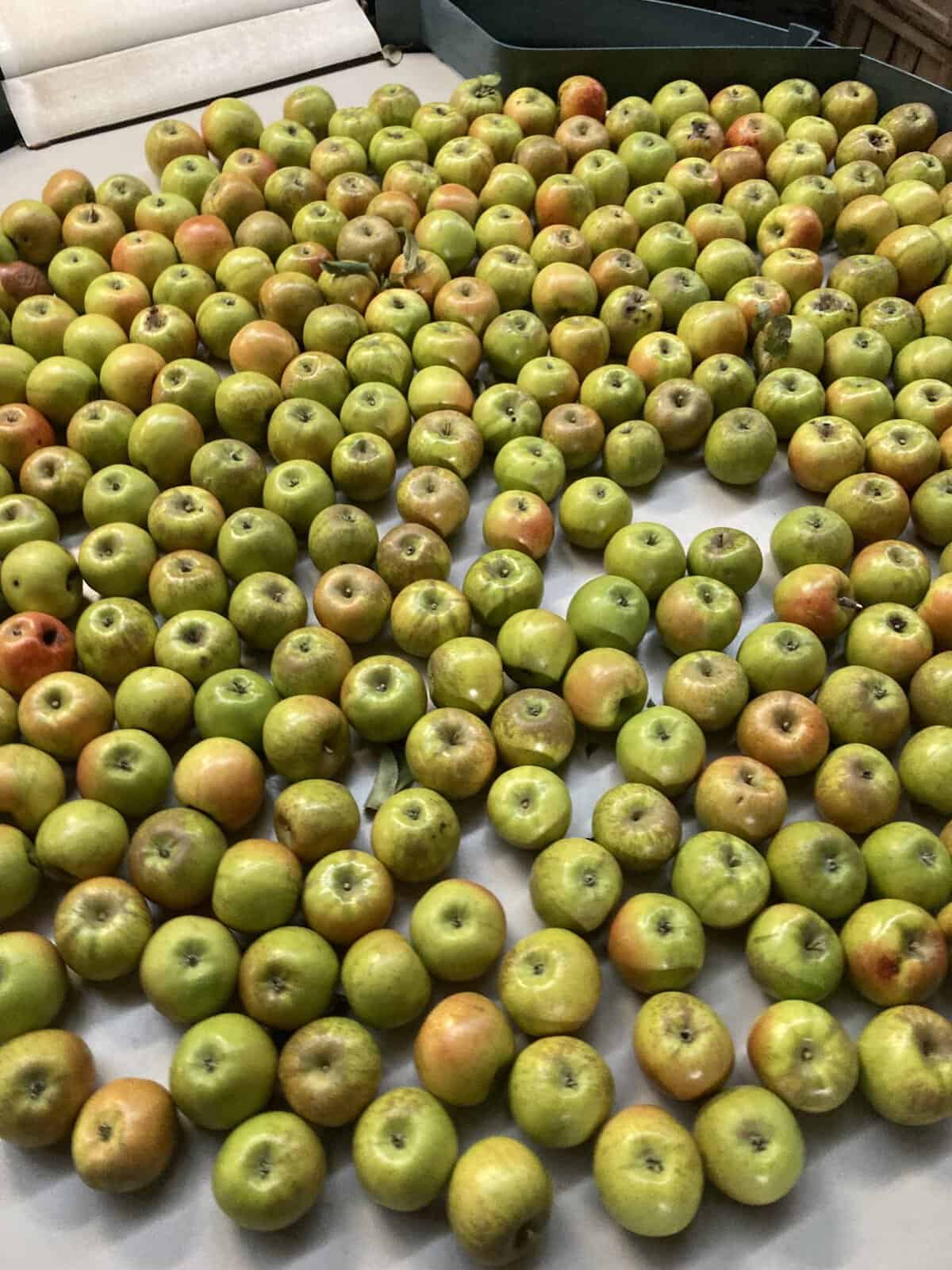 Freshly picked apples spread out at Eplegaarden in Fitchburg, Wisconsin