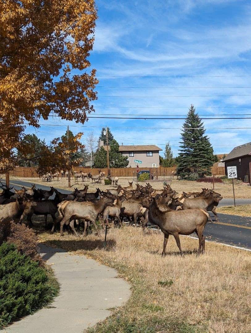 Elk herd beneath a golden autumn tree in Estes Park, Colorado in fall