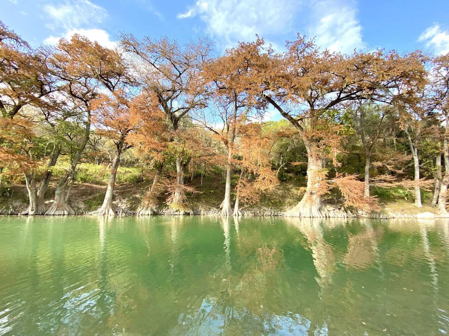 Bald cypress trees turning rusty red along the Guadalupe River in fall