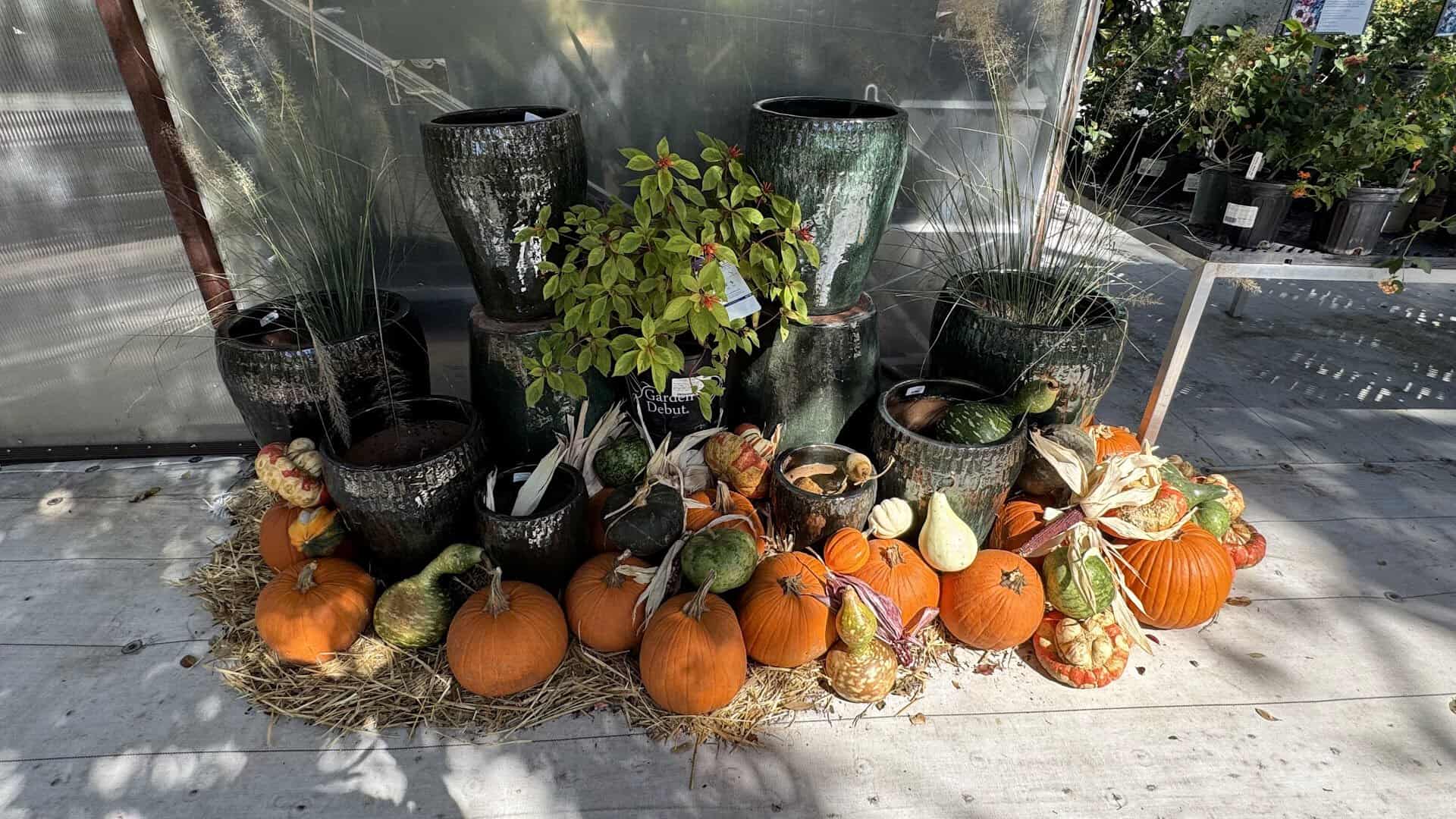 A fall pumpkin display at The Great Outdoors nursery in Austin, Texas