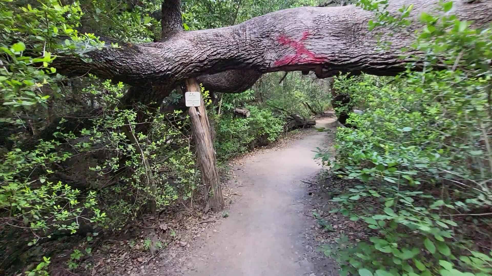 A fallen log arching over the dirt trail at River Place Nature Trail in Austin, Texas