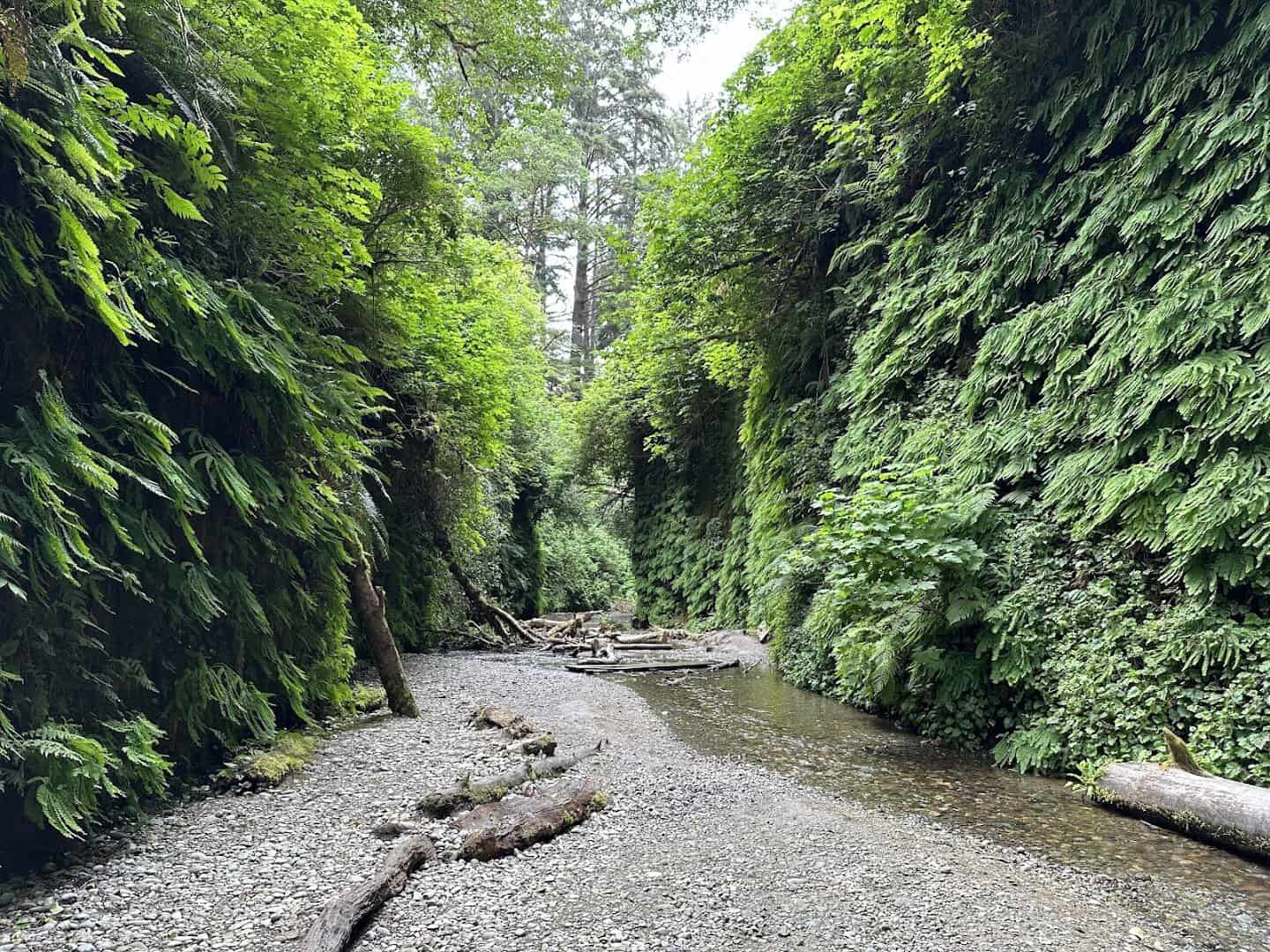 Fern-draped canyon walls and creek at Fern Canyon in Prairie Creek Redwoods, California