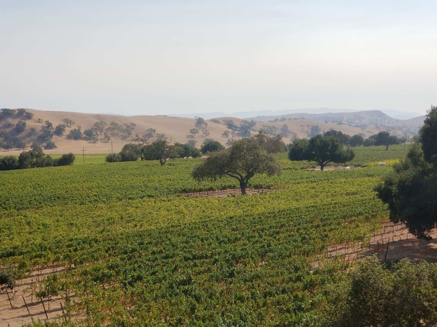 Vineyard rows and oak-studded hills at Firestone Vineyard near Los Olivos, California