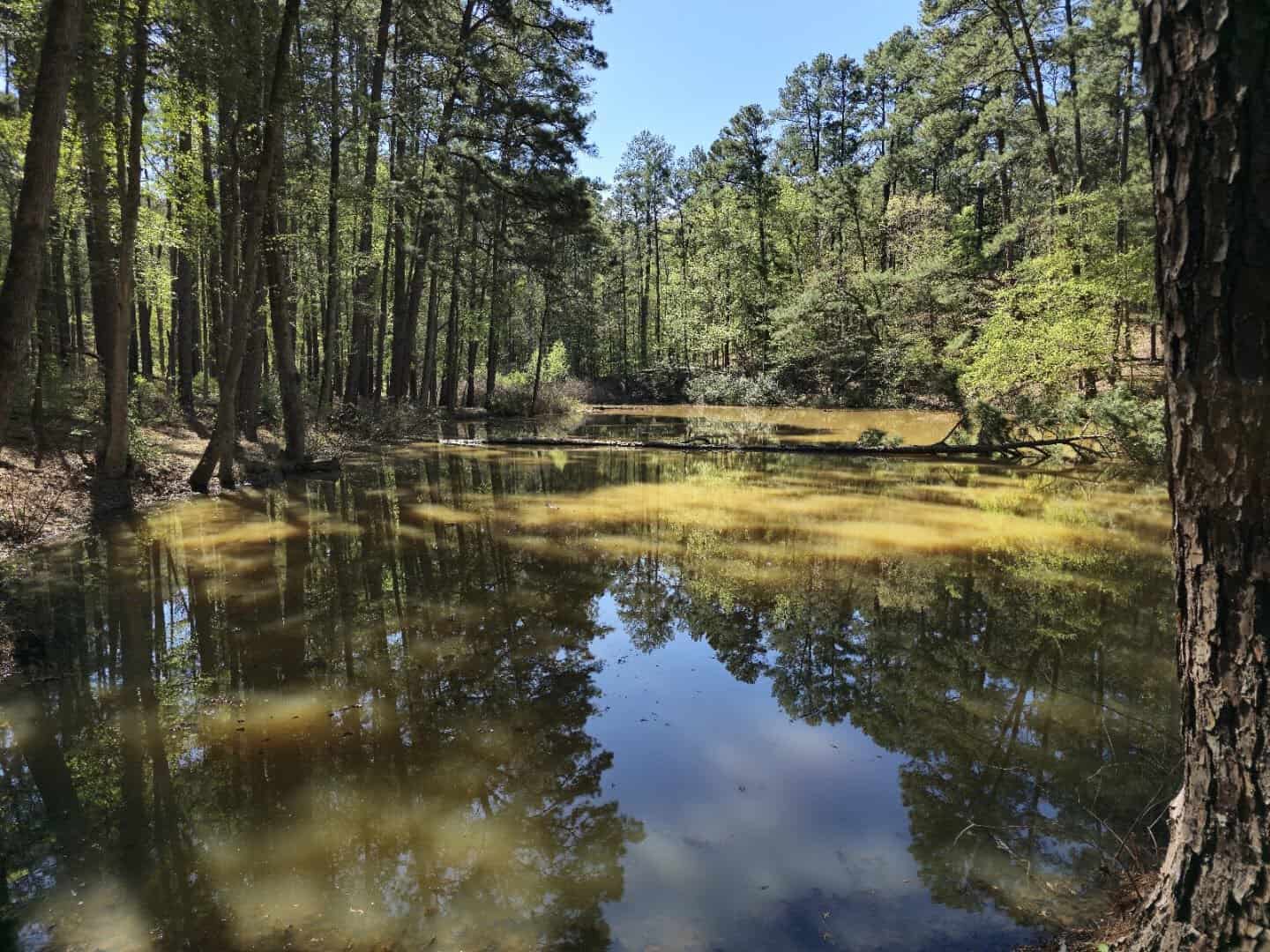 Fishing pond reflecting the pines at Mission Tejas State Park