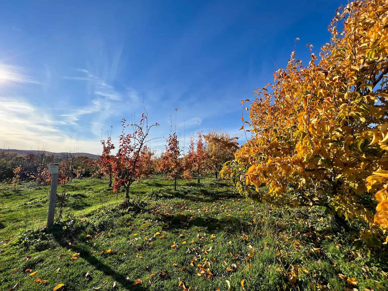 Orchard rows in fall foliage at Fishkill Farms in Hopewell Junction, New York