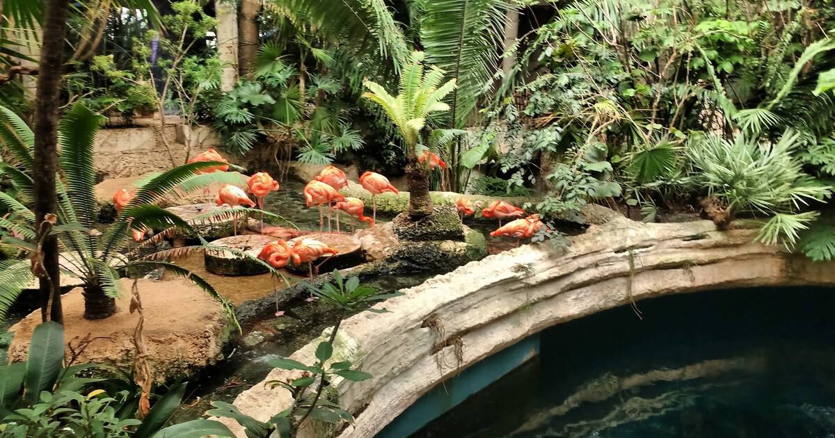 This Immersive Texas Aquarium Brings Rainforest Wildlife, Marine Life, and Exotic Animals Under One Roof