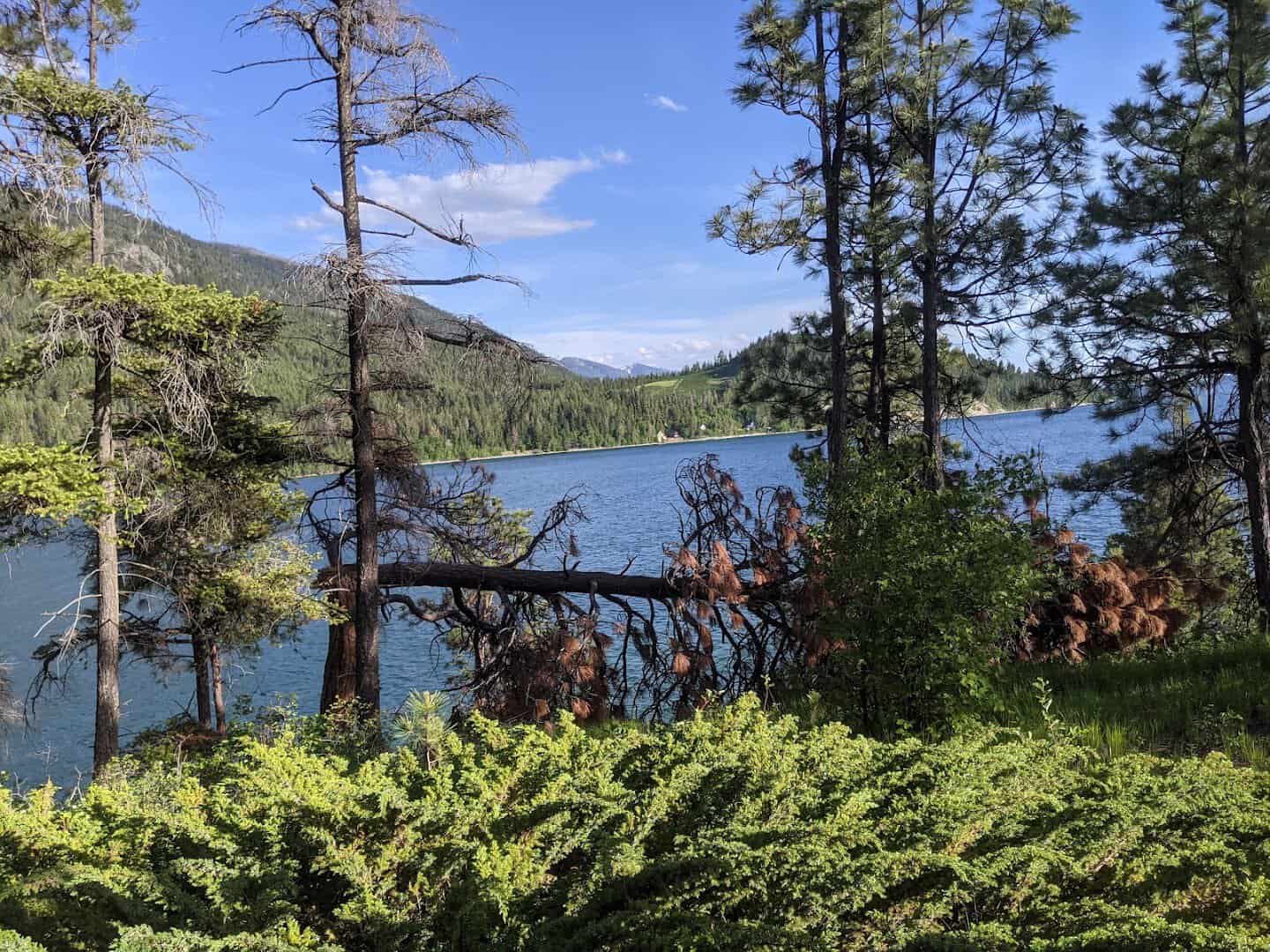 Forested shoreline and blue-green water of Flathead Lake, Montana