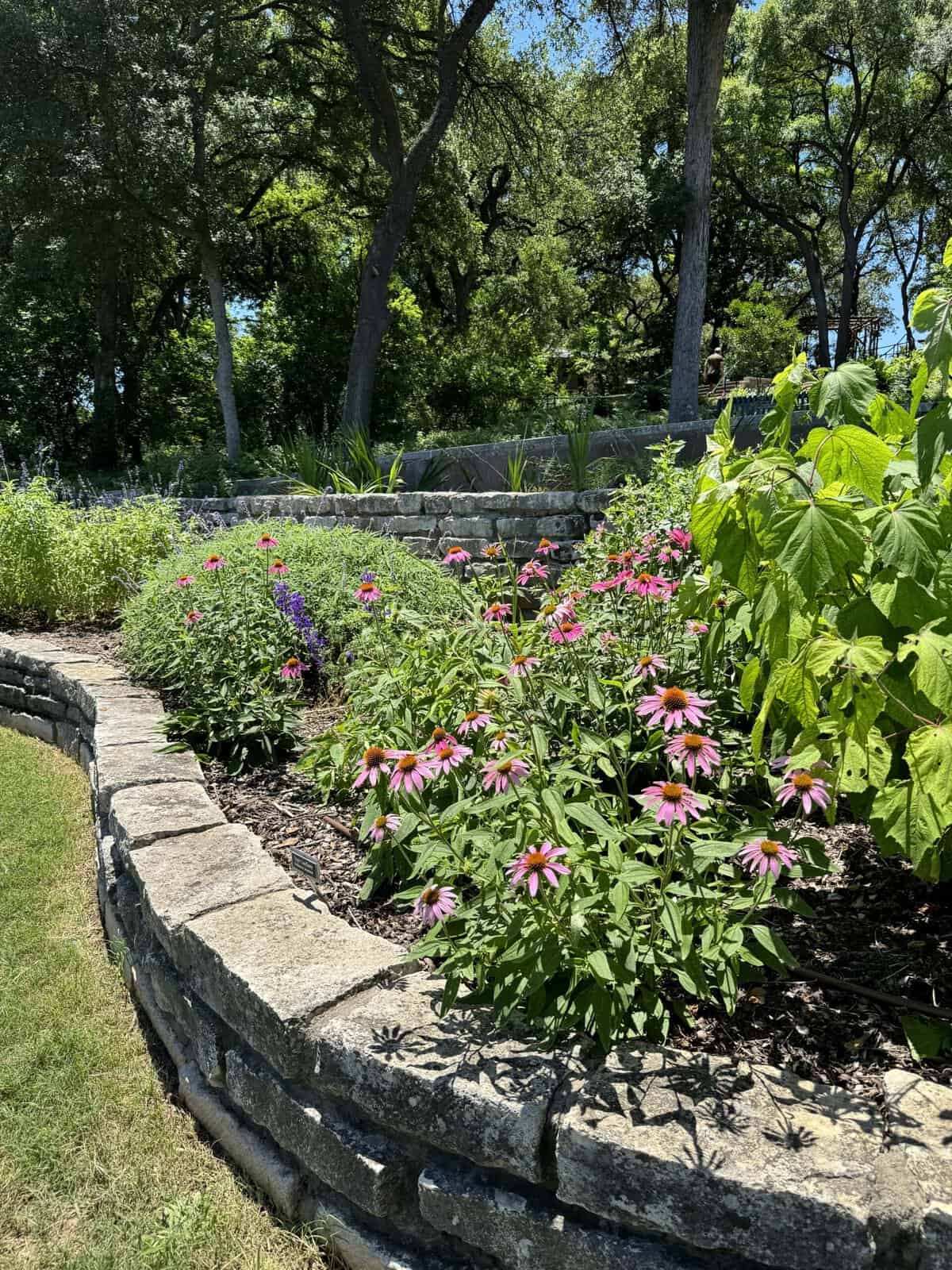 A garden bed full of blooming flowers at Zilker Botanical Garden in Austin, Texas