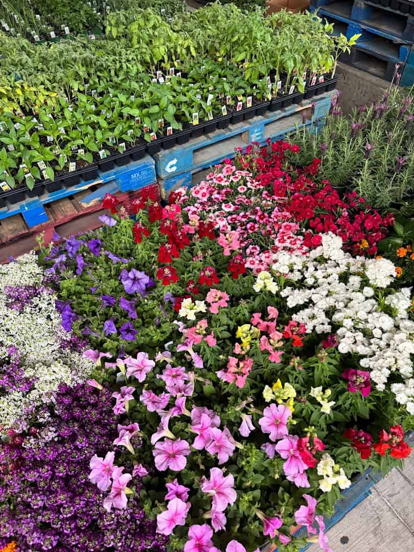 Colorful flower and plant stall at the Dallas Farmers Market in Dallas
