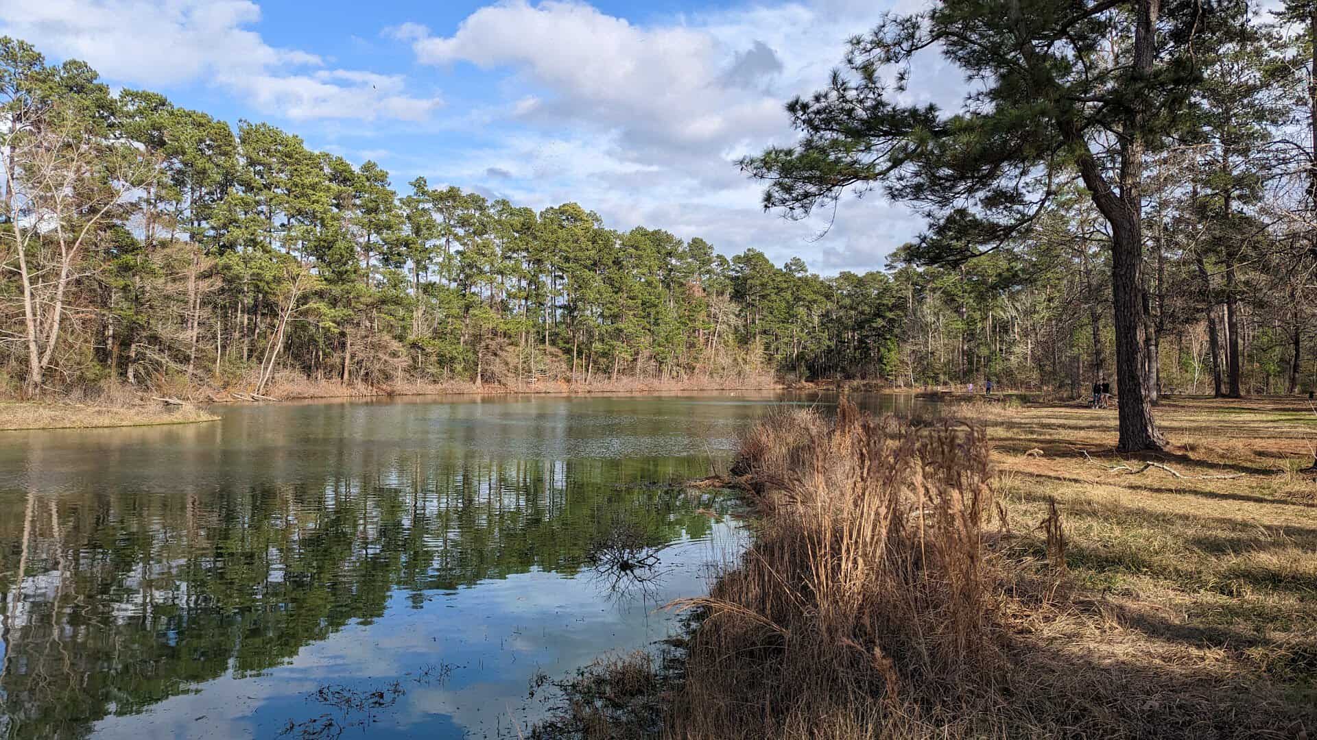 A calm pond reflecting the pines at W.G. Jones State Forest near Conroe, Texas