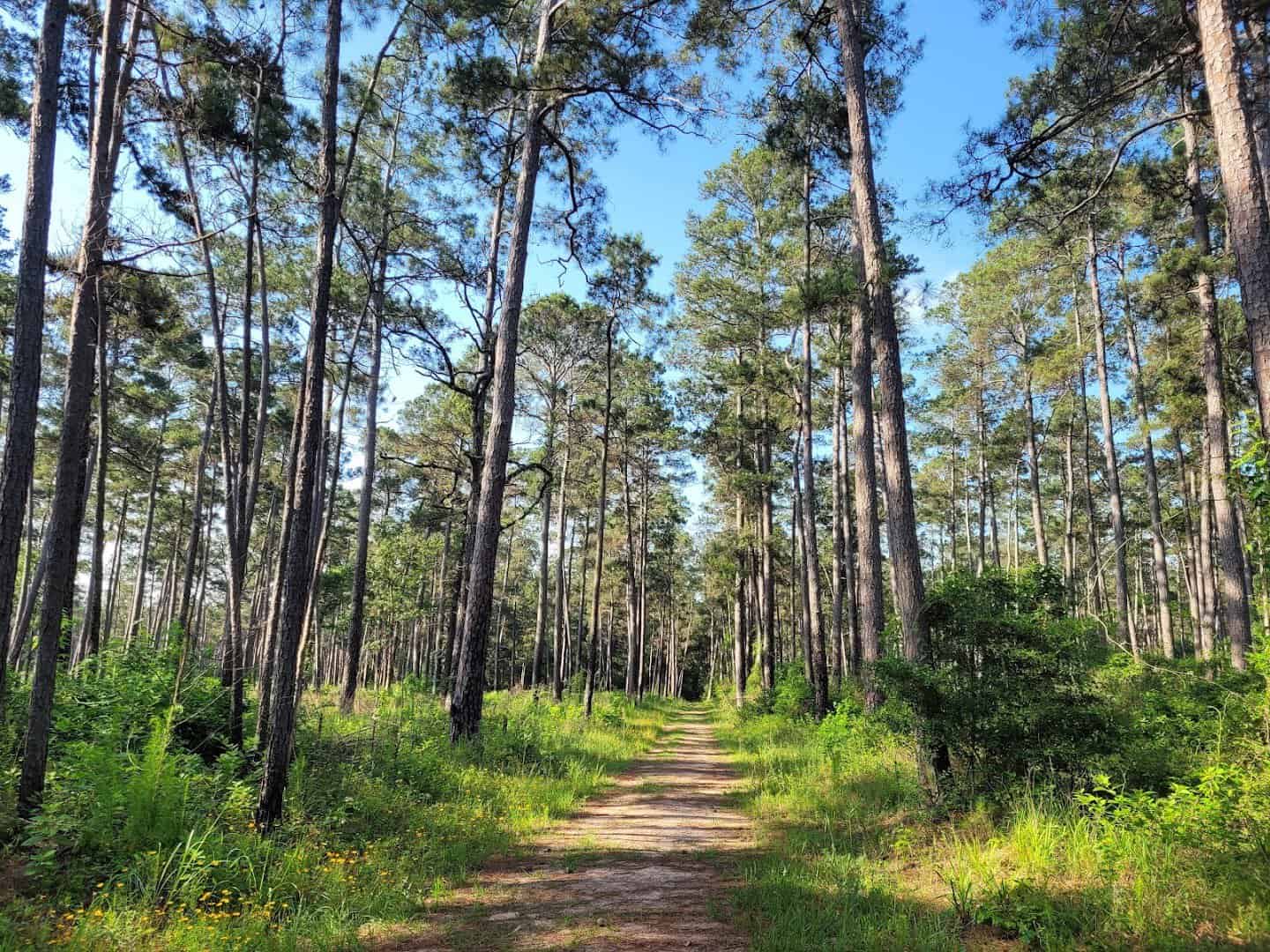 A shaded trail leading into the pines at W.G. Jones State Forest near Conroe, Texas