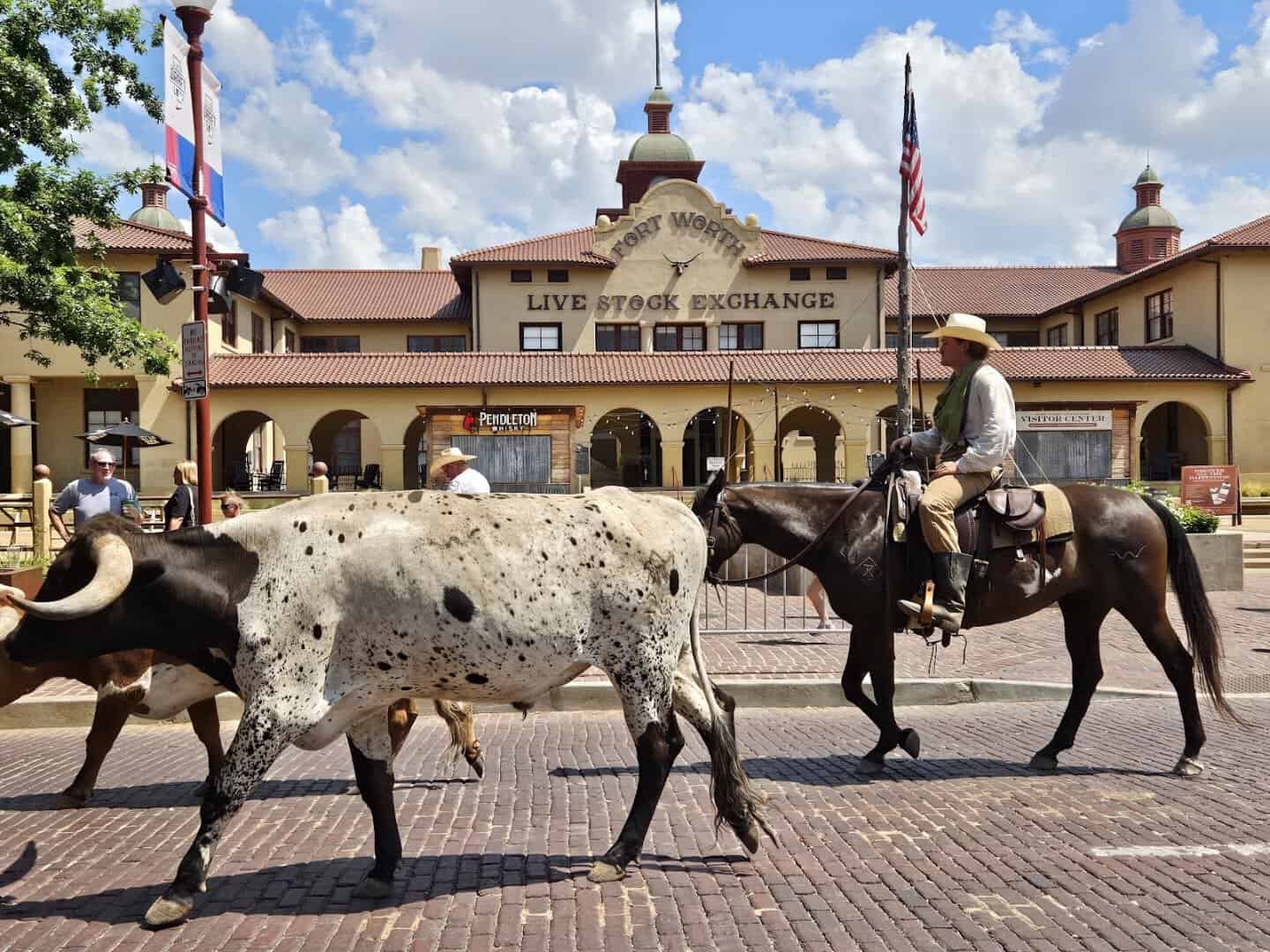 A cowhand driving a Texas longhorn during the cattle drive at the Fort Worth Stockyards in Texas