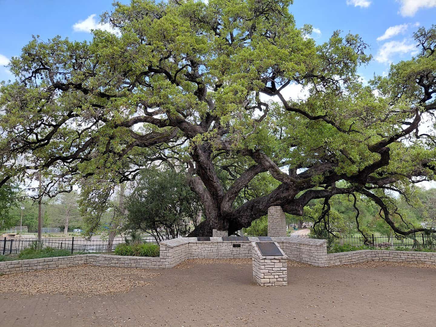 The sprawling Founders Oak live oak and its marker at Landa Park in New Braunfels, Texas