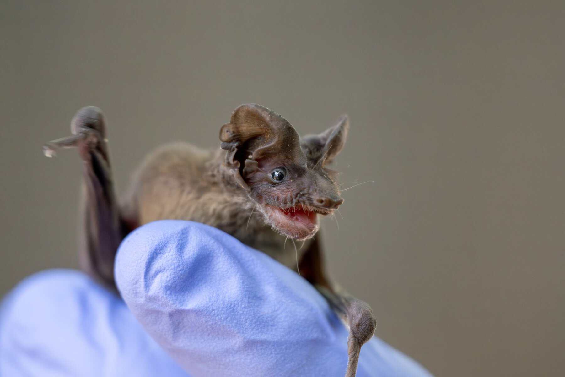 A Mexican free-tailed bat held in a gloved hand at Austin Bat Refuge