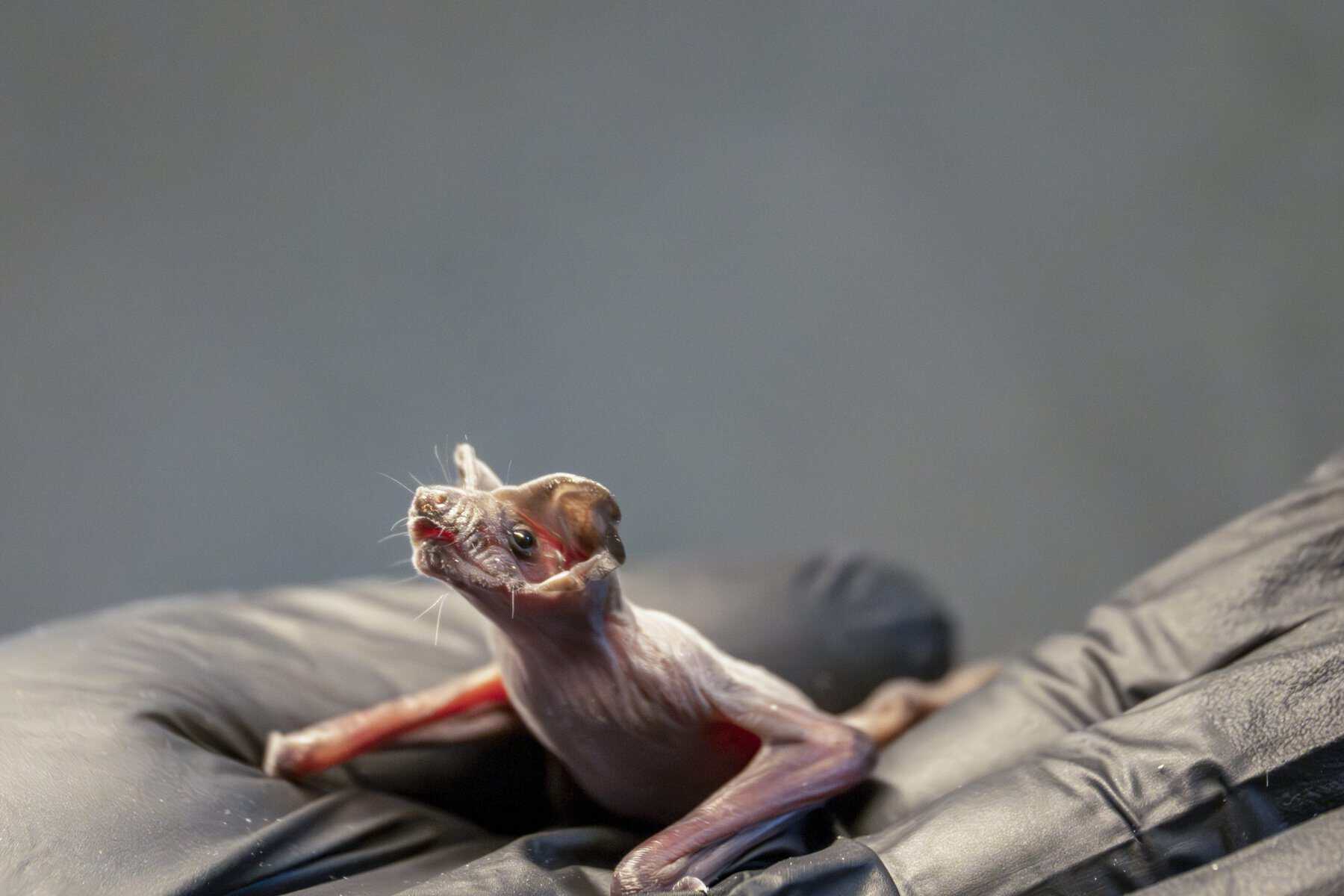 A newborn free-tailed bat pup on a gloved hand in Austin