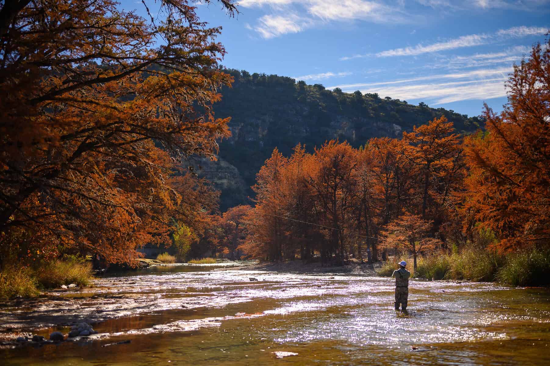 Autumn cypress trees blazing orange along the Frio River canyon near Concan, Texas