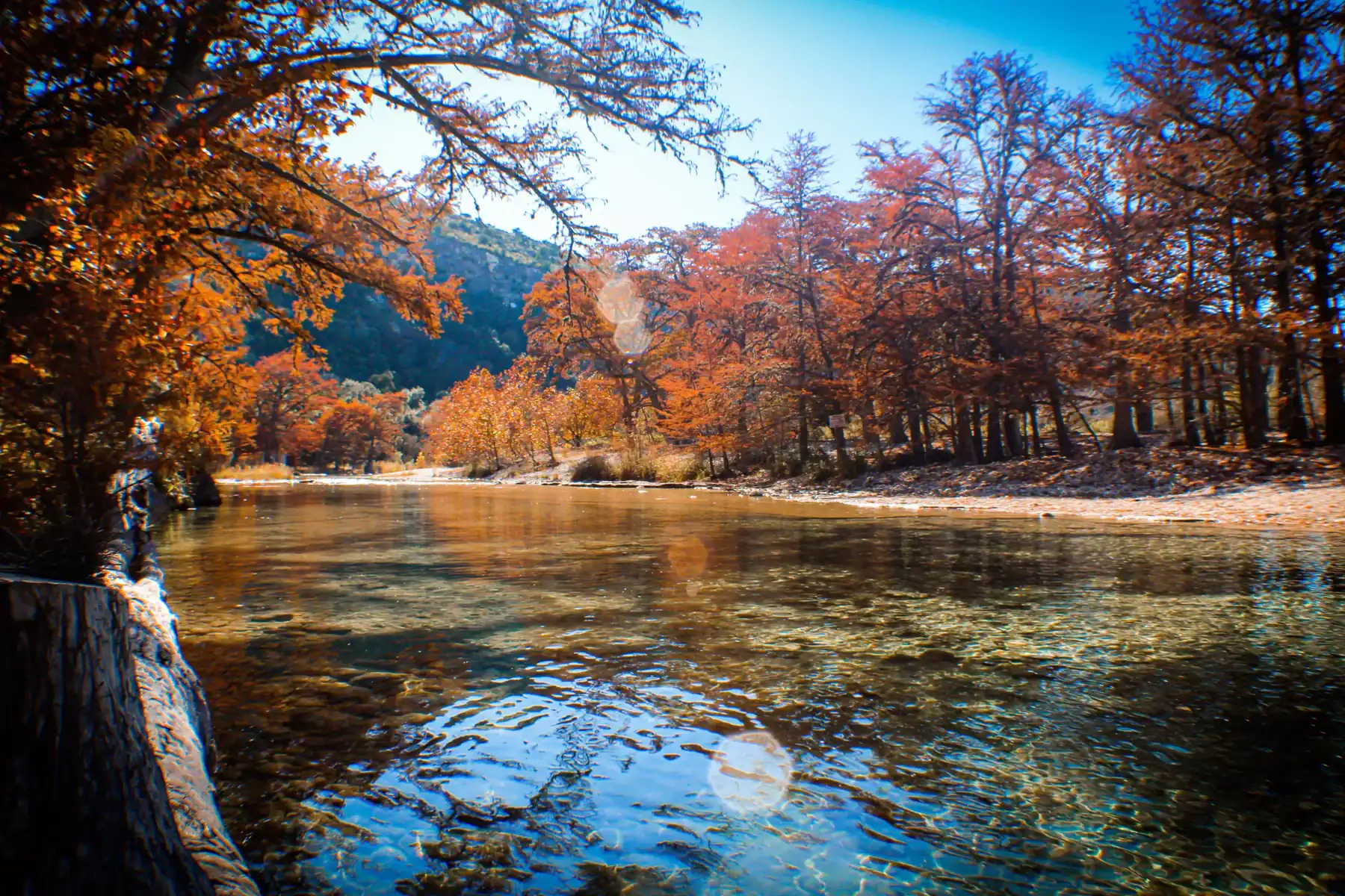 Bald cypress in fall color reflected in the Frio River near Concan, Texas