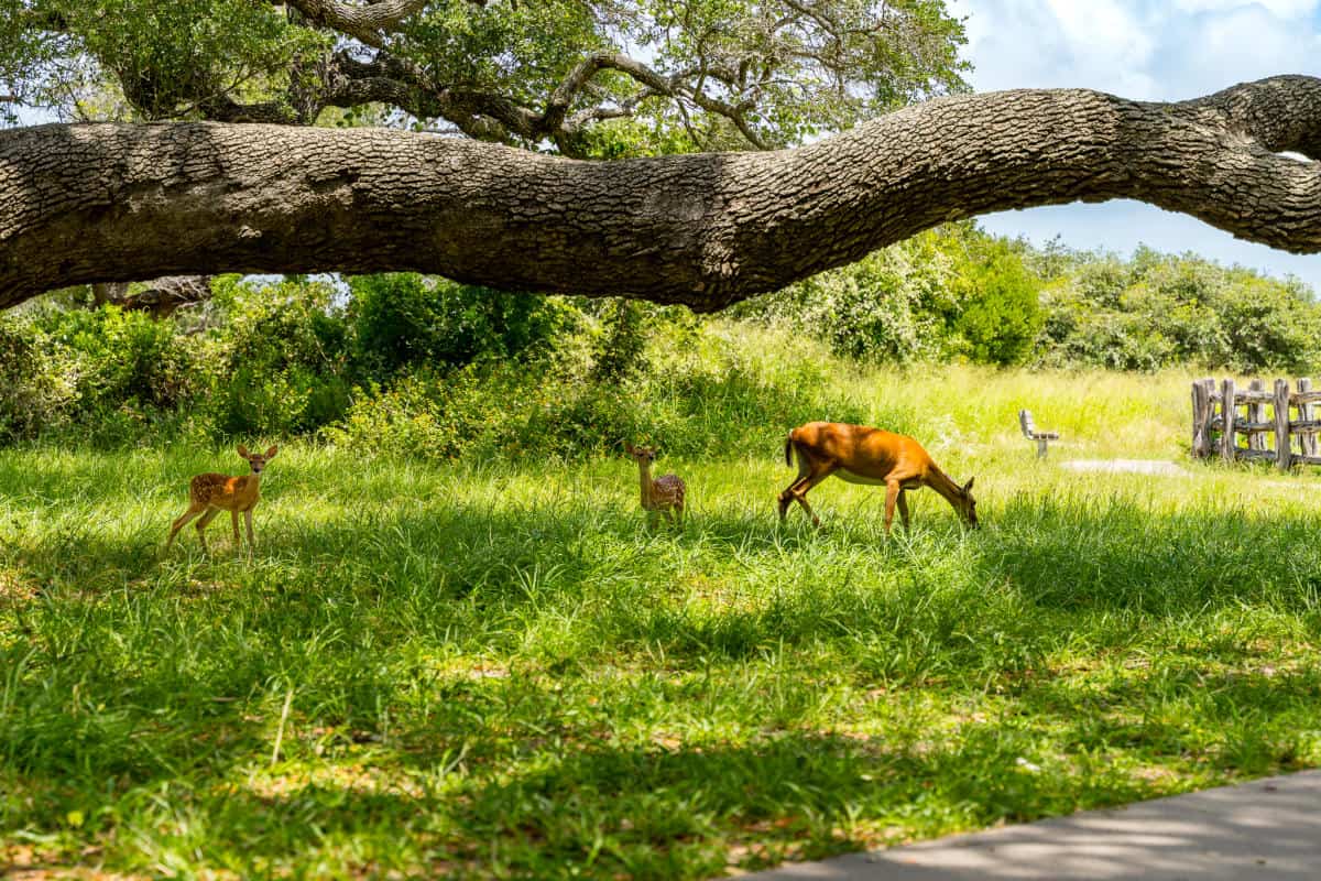 Deer beneath windswept live oaks near Fulton, Texas
