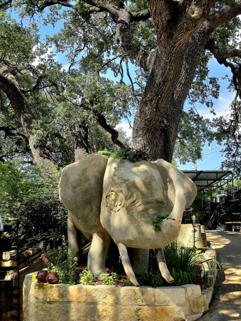 A massive live oak tree and stone elephant statue at The Great Outdoors nursery in Austin