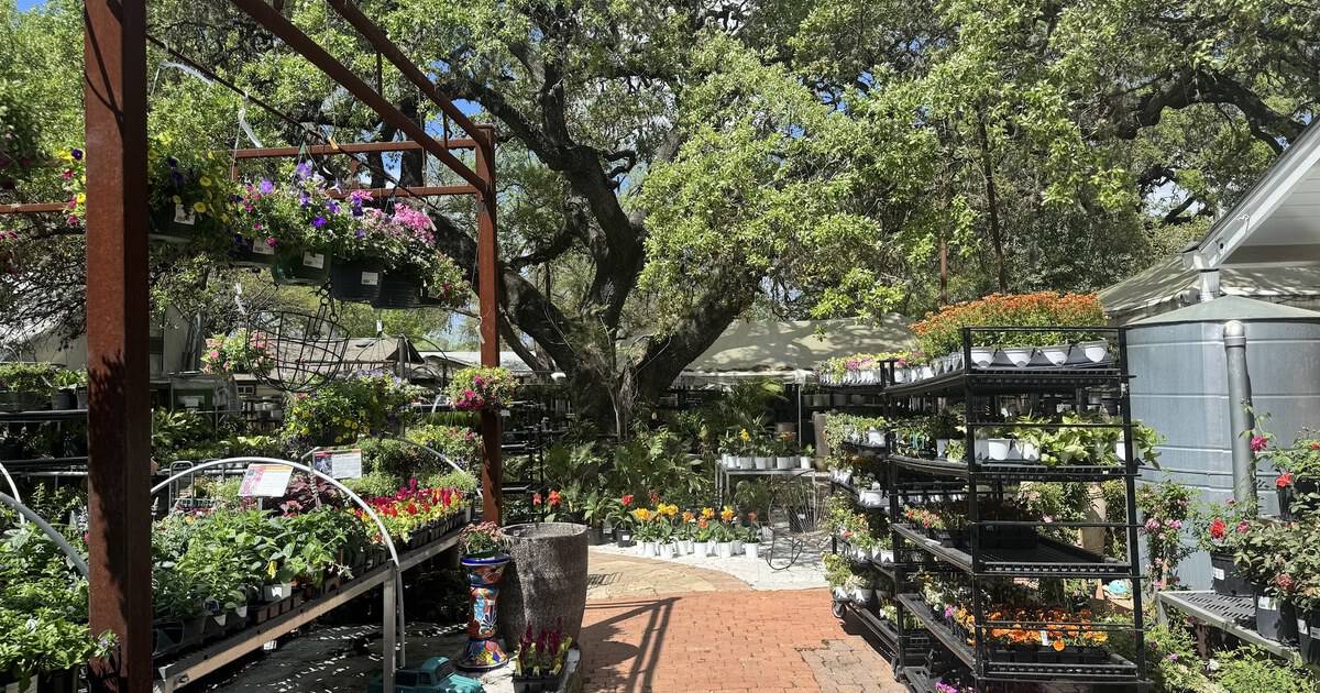 This Lush Texas Garden Center Is Tucked Beneath a Giant Oak and Feels Like a Hidden Green Escape