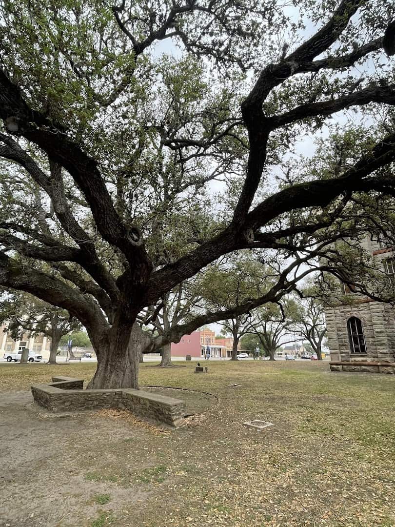 Large spreading live oak tree providing shade at Goliad, Texas