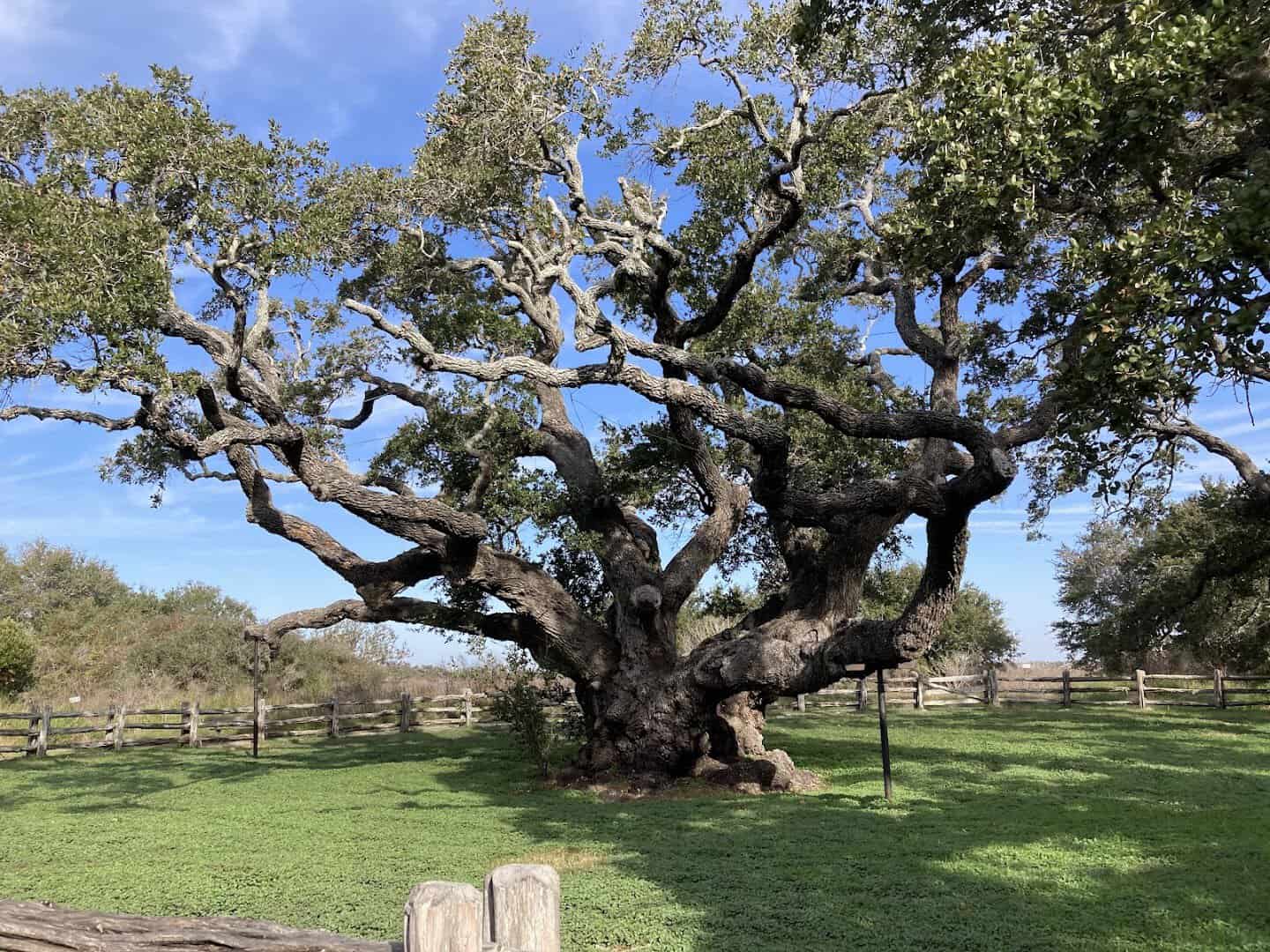 The Big Tree live oak and its wide spreading canopy at Goose Island State Park, Texas