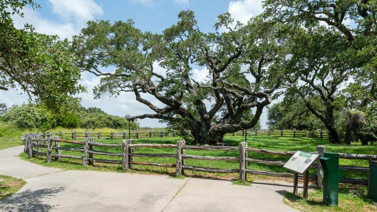 The Big Tree, an ancient coastal live oak at Goose Island State Park near Fulton