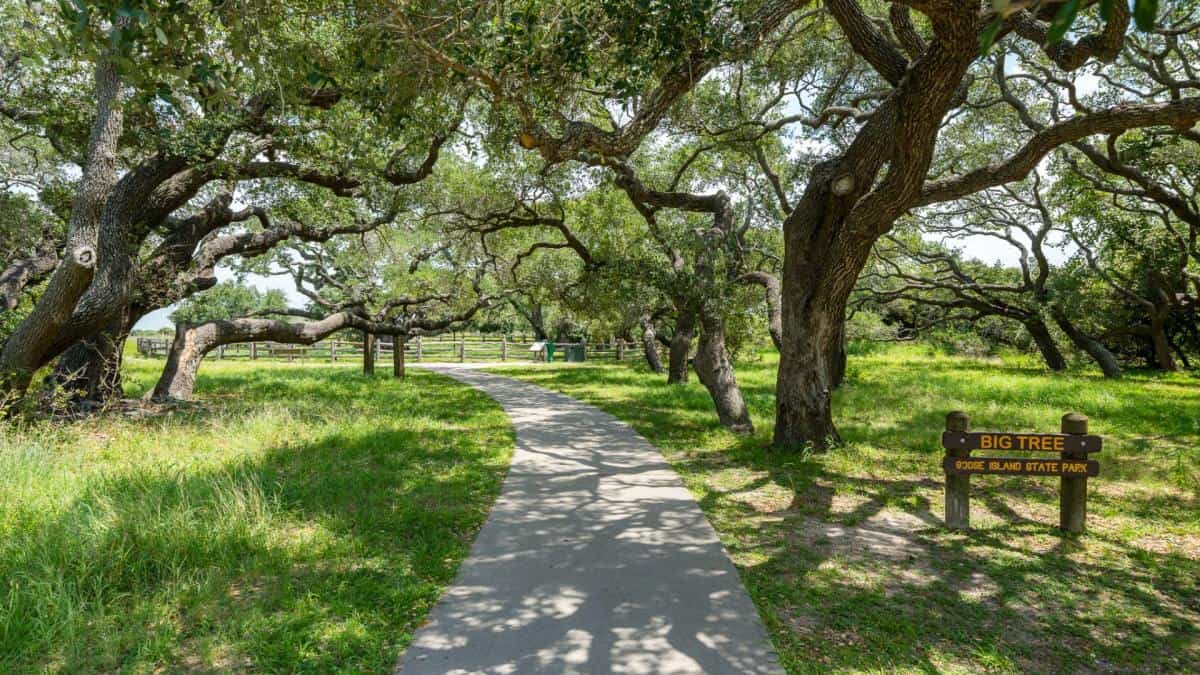 Live oak lined trail at Goose Island State Park near Fulton, Texas