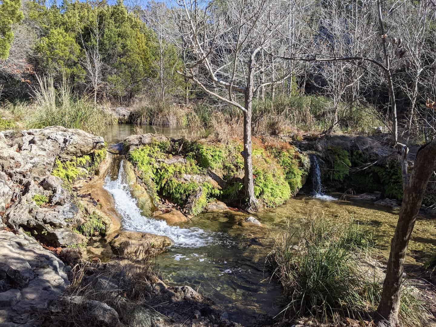 Spring water sheeting over green travertine at Gorman Falls in winter