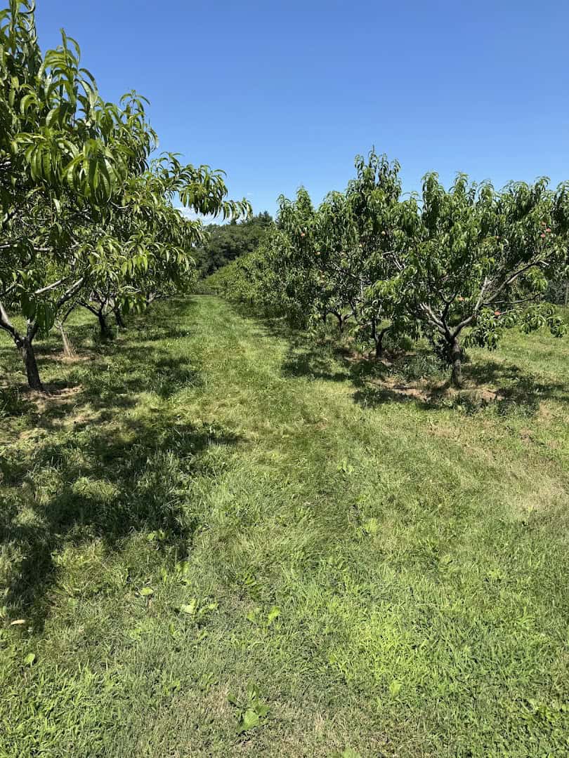 Orchard row at Gould Hill Farm in Contoocook, New Hampshire