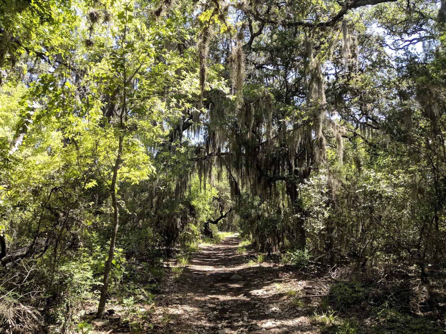 A shaded oak-lined hiking trail at Government Canyon State Natural Area near San Antonio, Texas
