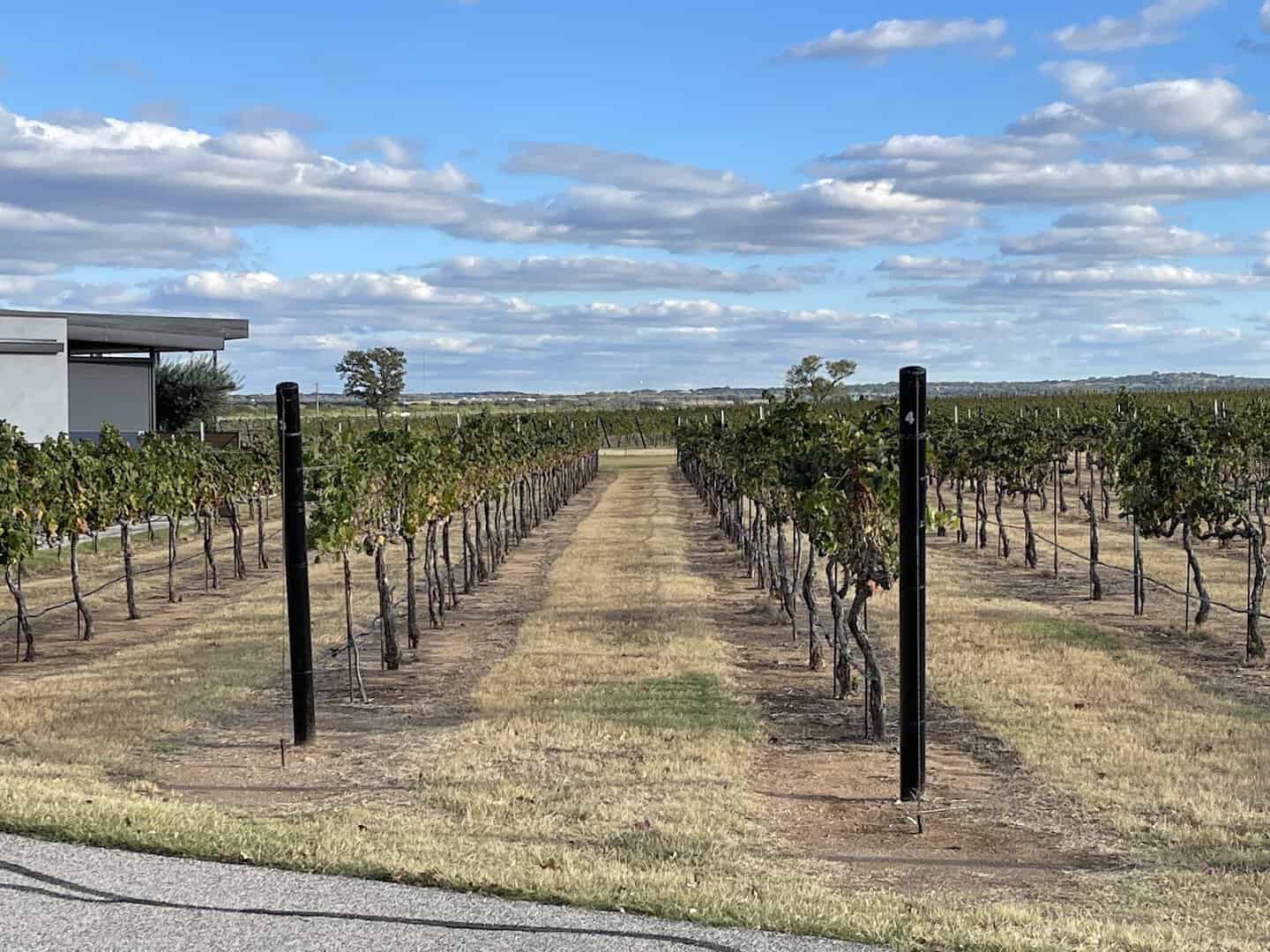 Dormant fall vineyard rows at Grape Creek Vineyards in Fredericksburg, Texas