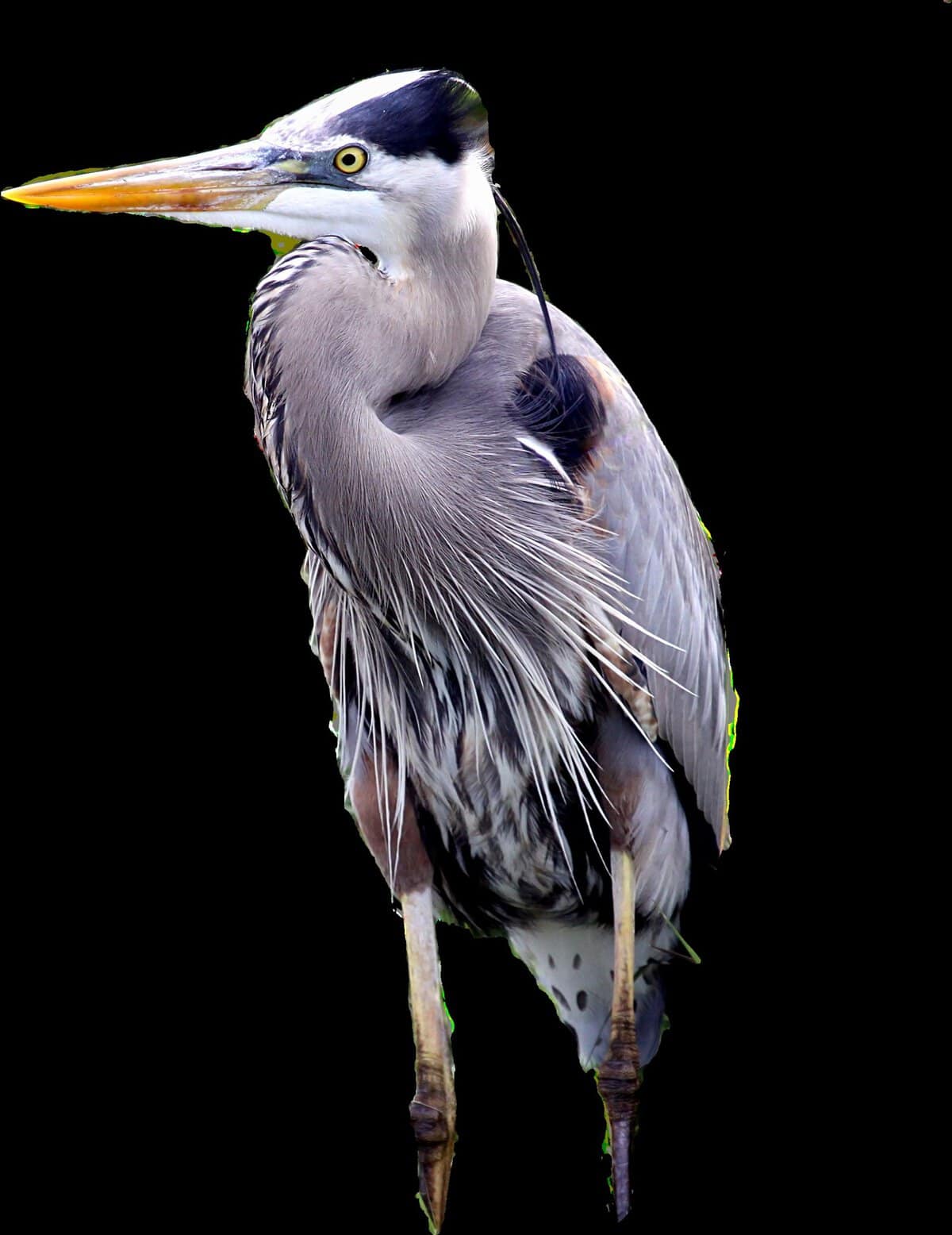 Great Blue Heron wading at South Padre Island Birding and Nature Center