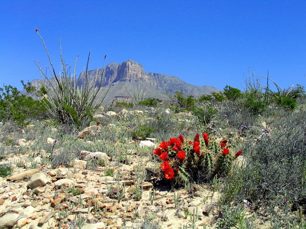 Mountain peak and desert bloom at Guadalupe Mountains National Park in West Texas