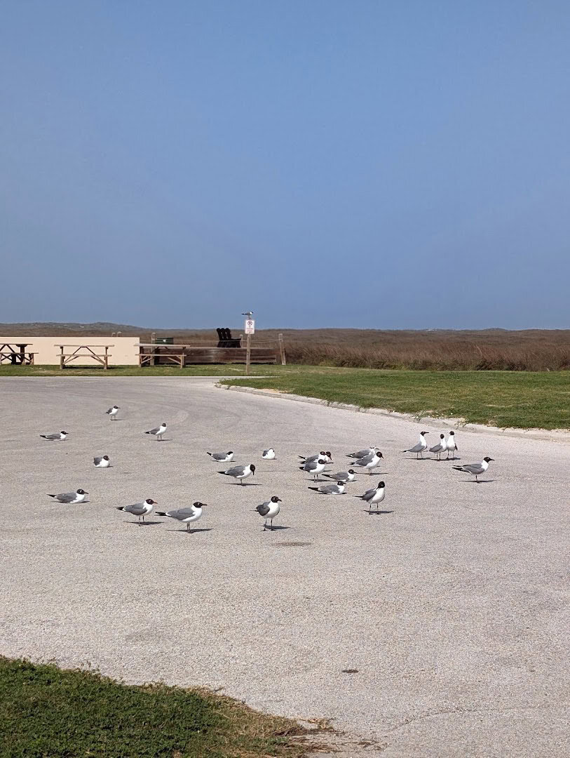 Gulls gathered on the sand at Mustang Island State Park, Texas