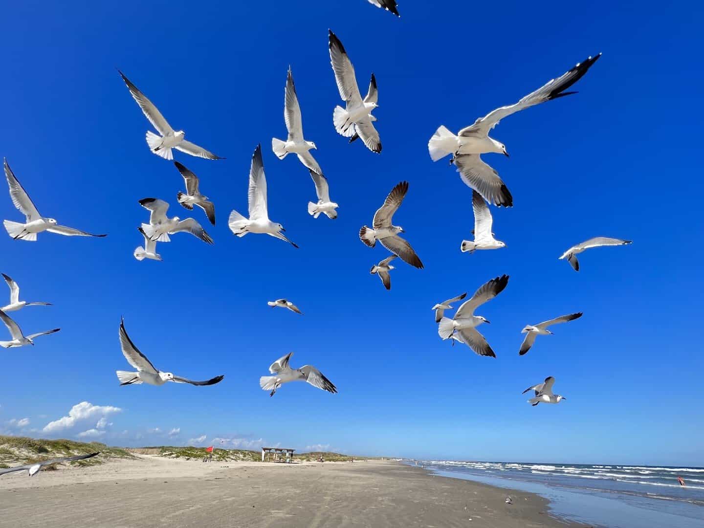 Flock of gulls over the beach at Mustang Island State Park, Texas