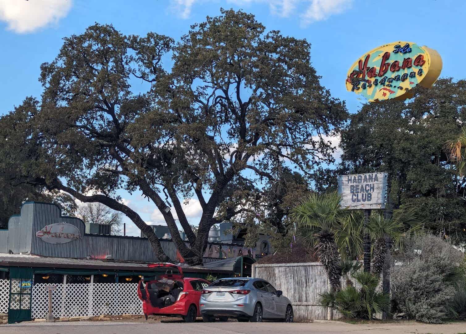 Habana Cuban restaurant under a live oak on South Congress in Austin